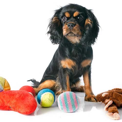 Toys and Accessories